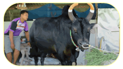 แทงวัวชนออนไลน์